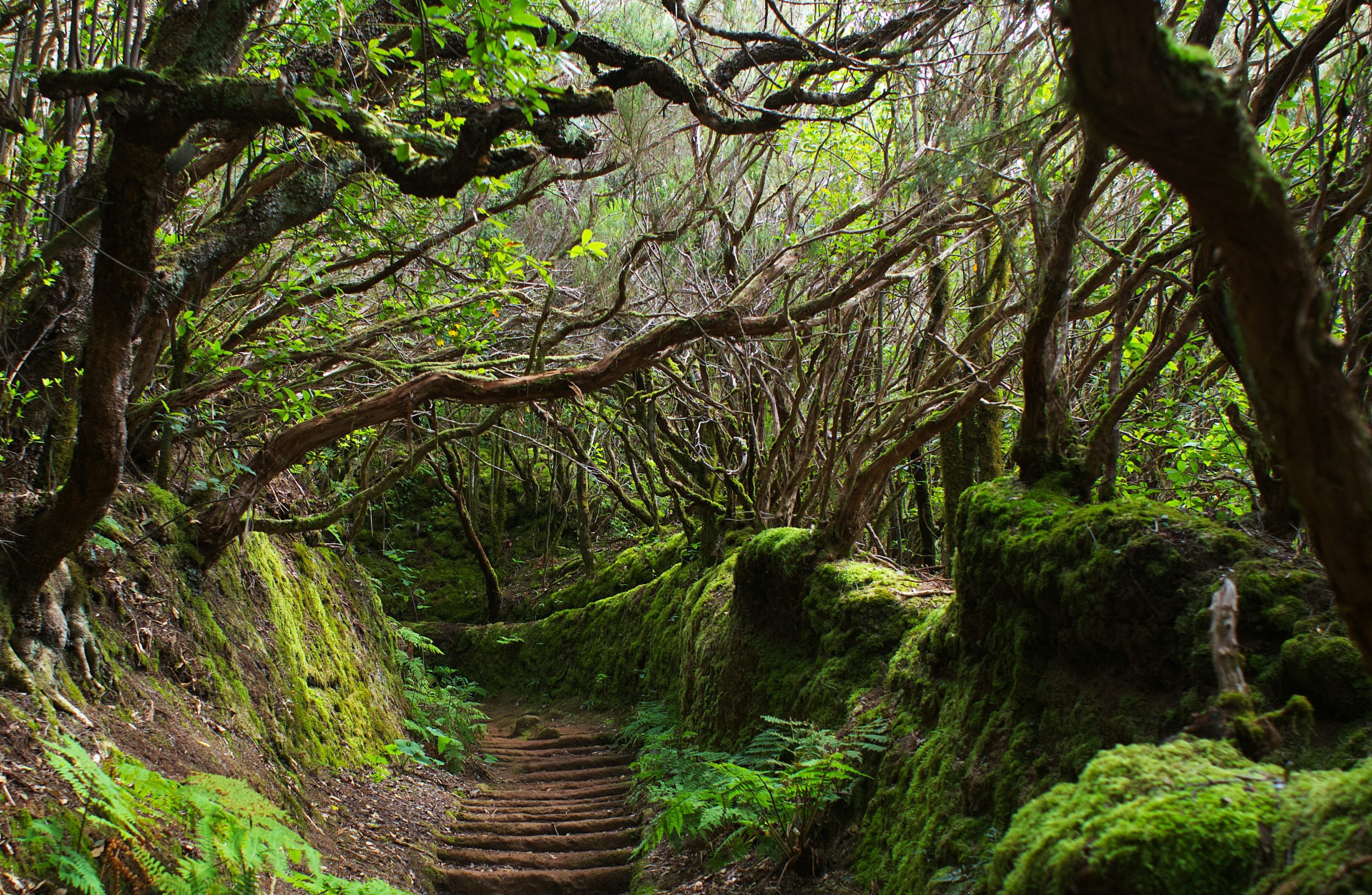 Paisaje climático de monteverde en la isla de Tenerife, sendero entre árboles cubiertos de plantas