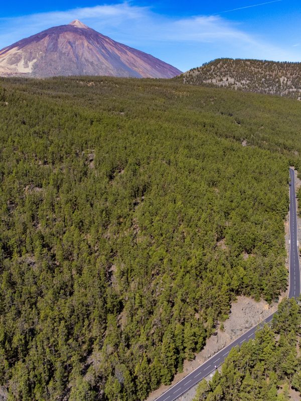 El Plan Forestal de Canarias entra en vigor